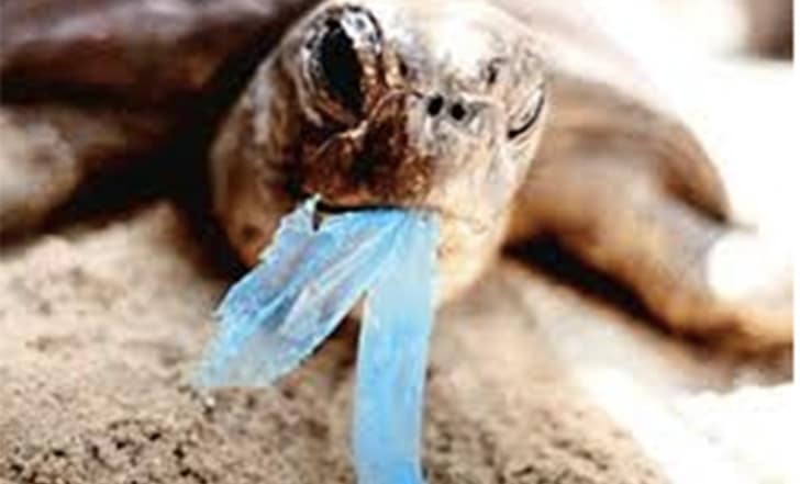 tortuga comiendo basura